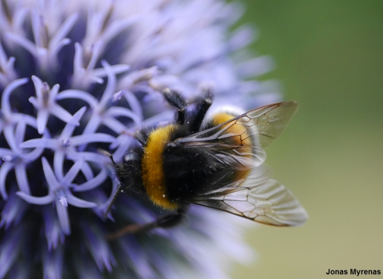 Buff-tailed Bumblebee 2 CC Jonas Myrenas