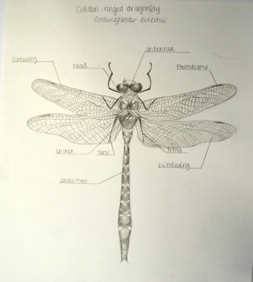 DRAGON FLYnew