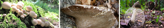 Fungi-header