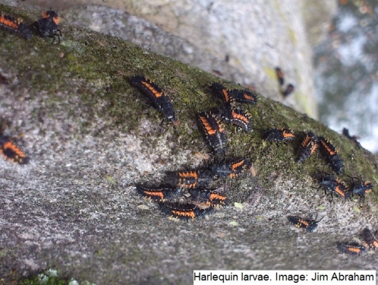 Harlequin larvae Jim Abraham 