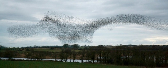 MURMURATION2