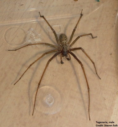 Tegenaria Male credit Steven Falk edit