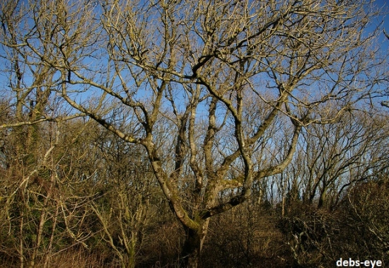 ash dieback