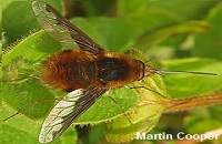 beefly