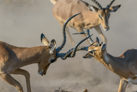 low resImpala Fighting Barbara Stanley