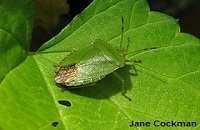 shieldbug