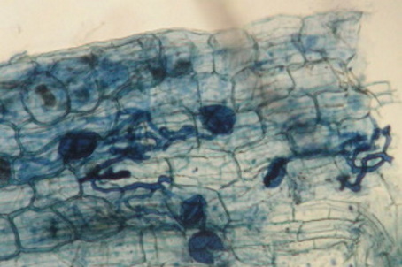 SVarga 3