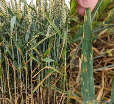 Septoria 002