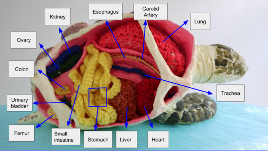 Cross-section of the crocheted innards of a papier-mâché turtle 