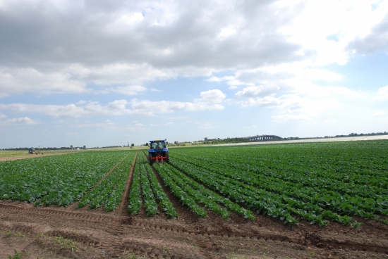 arable farming