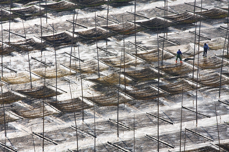 Farming the sea - Chi Keung Wong Web