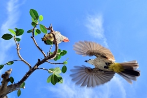 Kim Chong Keat Feeding Young web 