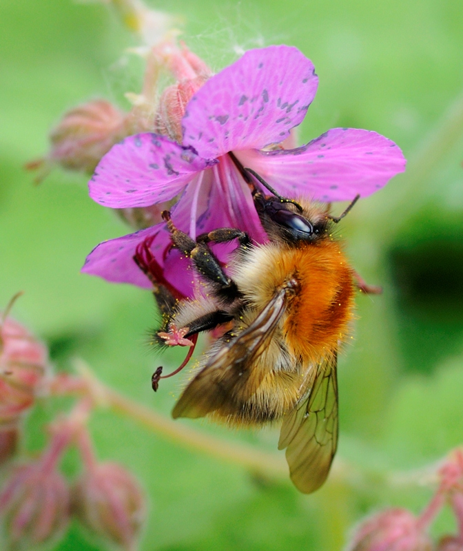 The pollinator - William Richardson HIGHLY COMMENDEDweb