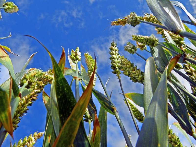 Weathering crops -Jessica White JOINT RUNNER-UPweb