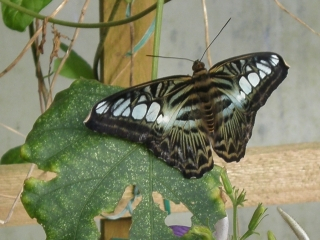 Butterfly -west midlands