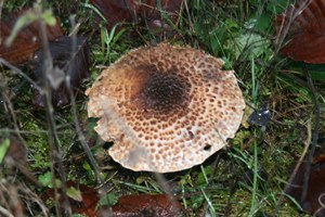 KSS-2 - Lepiota echinocephala