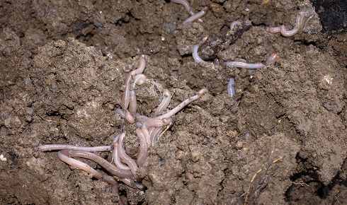 Earthworms