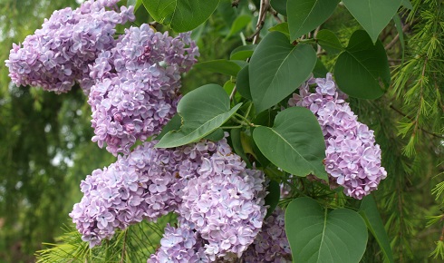 Lilac