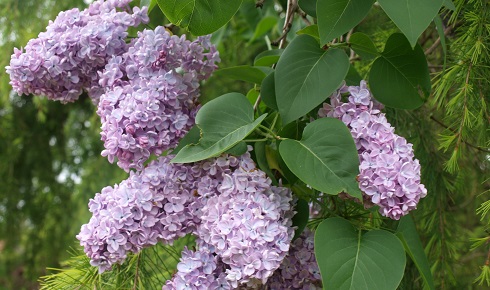 Lilac 