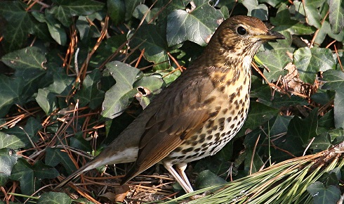 illustration no 5 song thrush 1