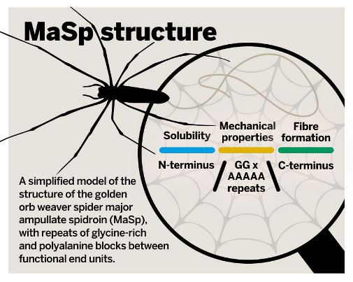 Spider figure2