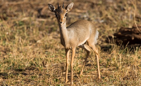 listening in Gunthers dikdik