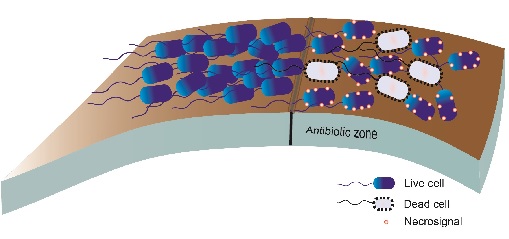 Necrosignalling figure 1