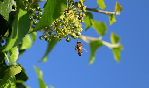 IvyBee2