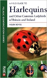 HarlequinLadybirds