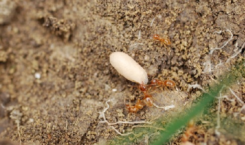CocoonsInLasiusFlavusNest How Do You Tell If Ants are Nesting in Your House