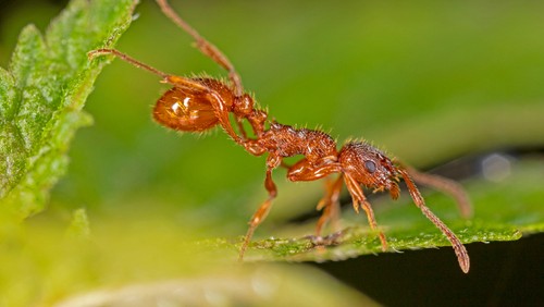 MR Ant resize