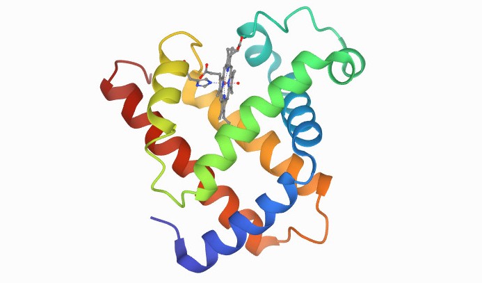 myoglobin TI