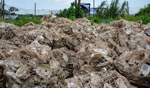 Oyster Restoration