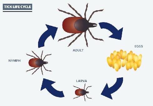 Tick Diagram