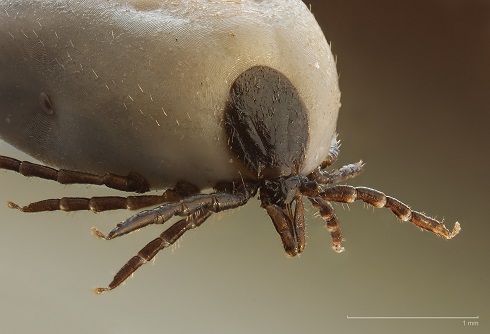 Tick close up Ixodus ricinus 5x