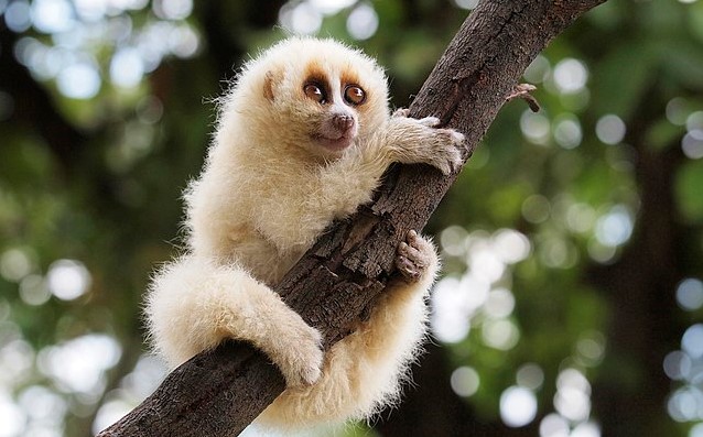 Aprisonsan Javan Slow loris WIKIMjpg