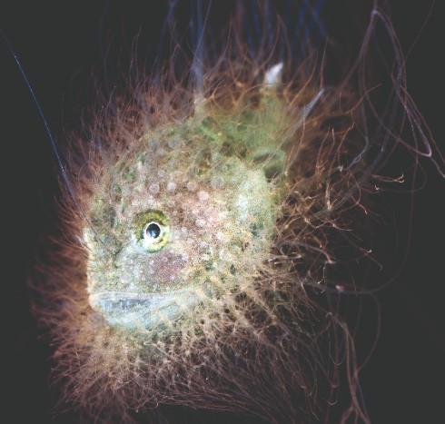Hairy Goosefish Lophiodes fimbriatus Credit Jeff Milisen edit THUMB