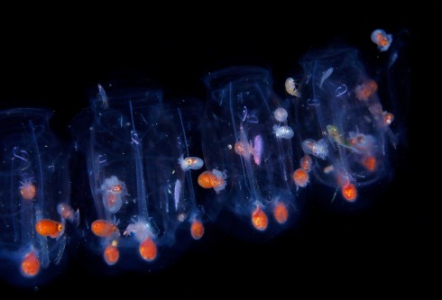 Spiral Salp with resident Paper Nautilus thumb