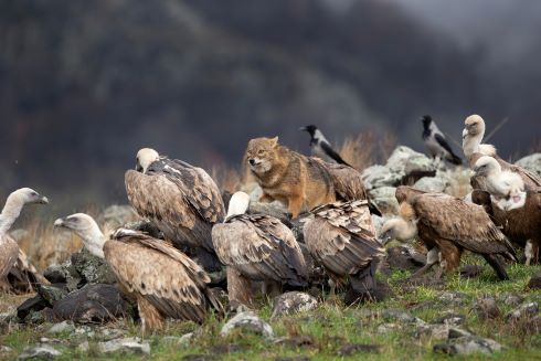 With vultures shutterstock 1911744310