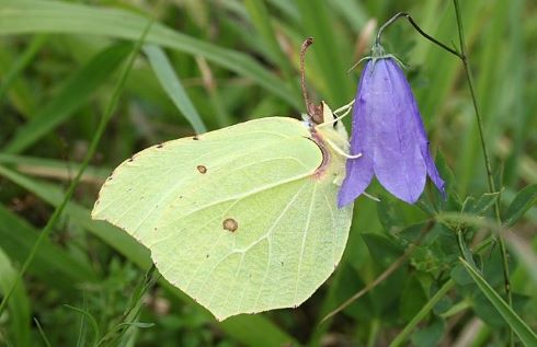 brimstone butterfly Zitronenfalter Gonepteryx rhamni Holger Krisp WikeM