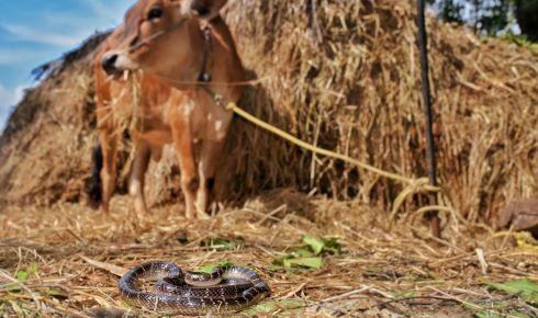 Common krait found in a cowshed resize