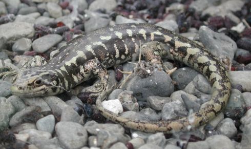 Vaderscincus Otago skink rz