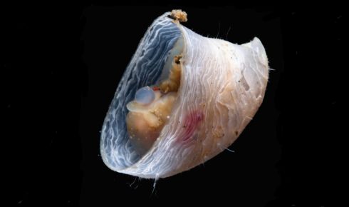 limpet rz