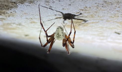 Zombified Spider credit Tim Fogg rz