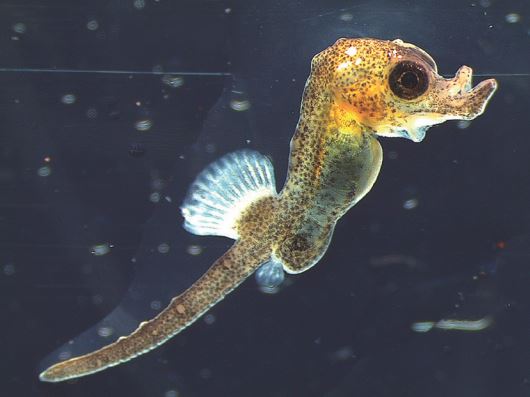 A seahorse