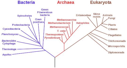 1200px Phylogenetic tree