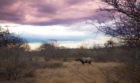 Balule Game reserve