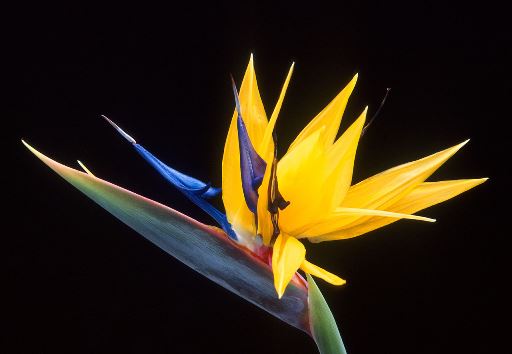 Birdofparadise flower
