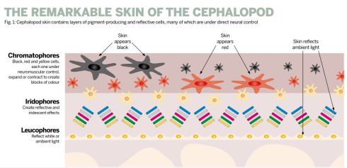 CEPH diagram thumb