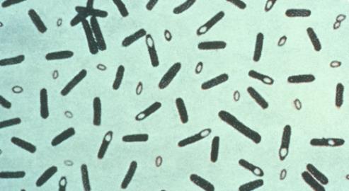 Clostridium botulinum 01